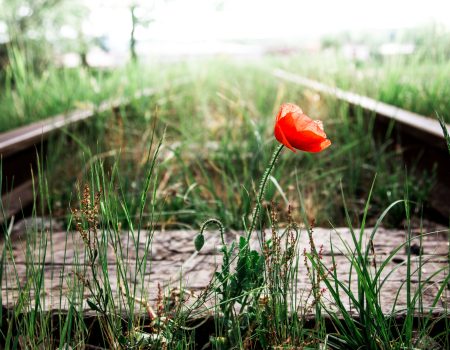 Close up color image depicting a single red poppy on its own, growing in the middle of an old overgrown railroad track. Focus is on the flower in the foreground, while the railway track recedes, defocused, into the misty background. Room for copy space.