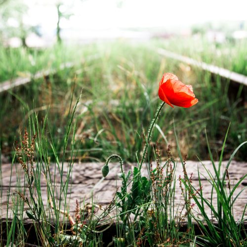Close up color image depicting a single red poppy on its own, growing in the middle of an old overgrown railroad track. Focus is on the flower in the foreground, while the railway track recedes, defocused, into the misty background. Room for copy space.